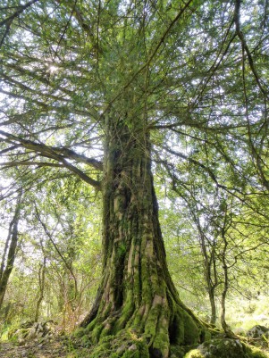 Eibenland - Das Vermächtnis des Weltenbaums
